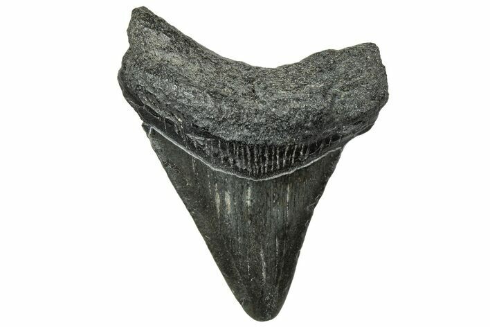Juvenile Megalodon Tooth - South Carolina #321442